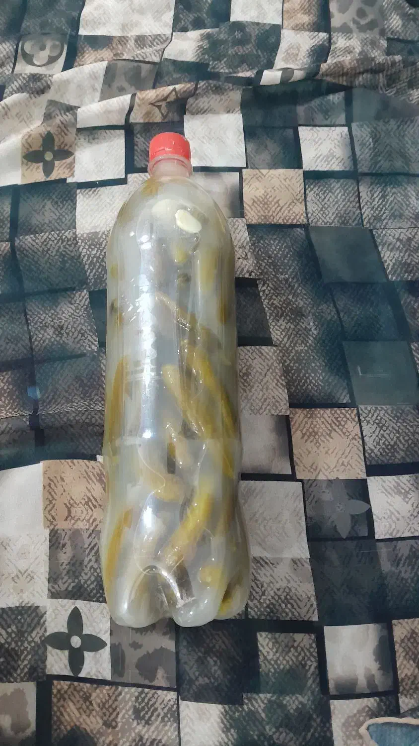 خیار شور همدان|خوردنی و آشامیدنی|قم, شهر قائم|دیوار