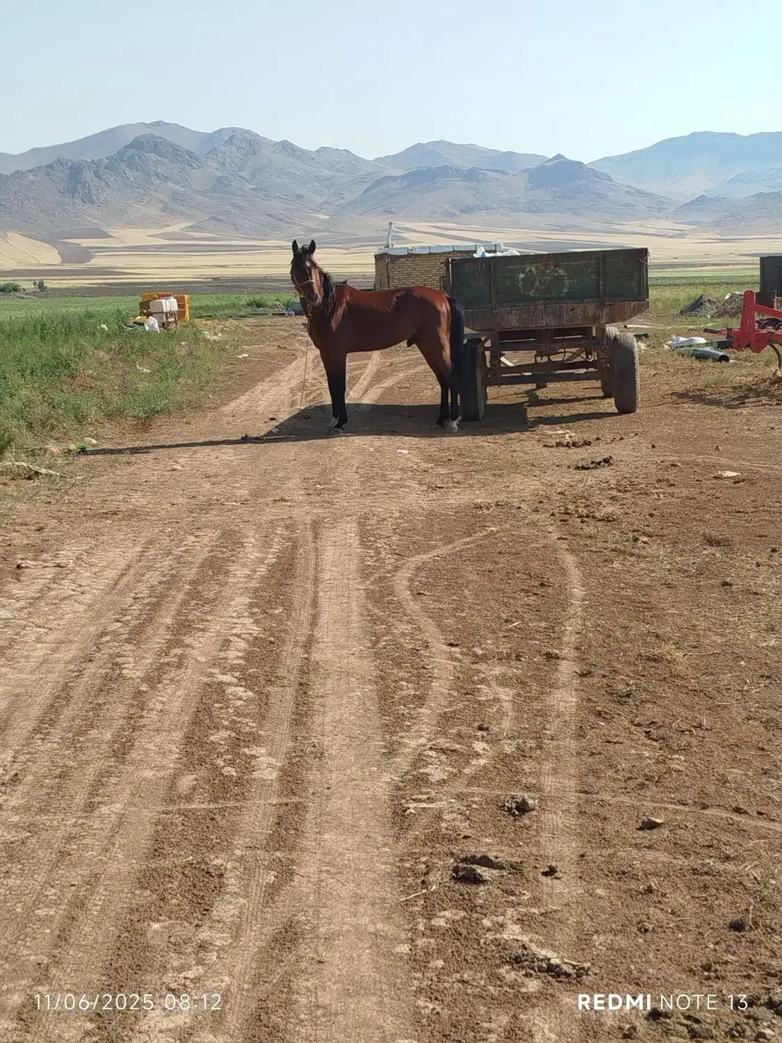 فروشاسب|اسب و تجهیزات اسبسواری|قیدار, |دیوار