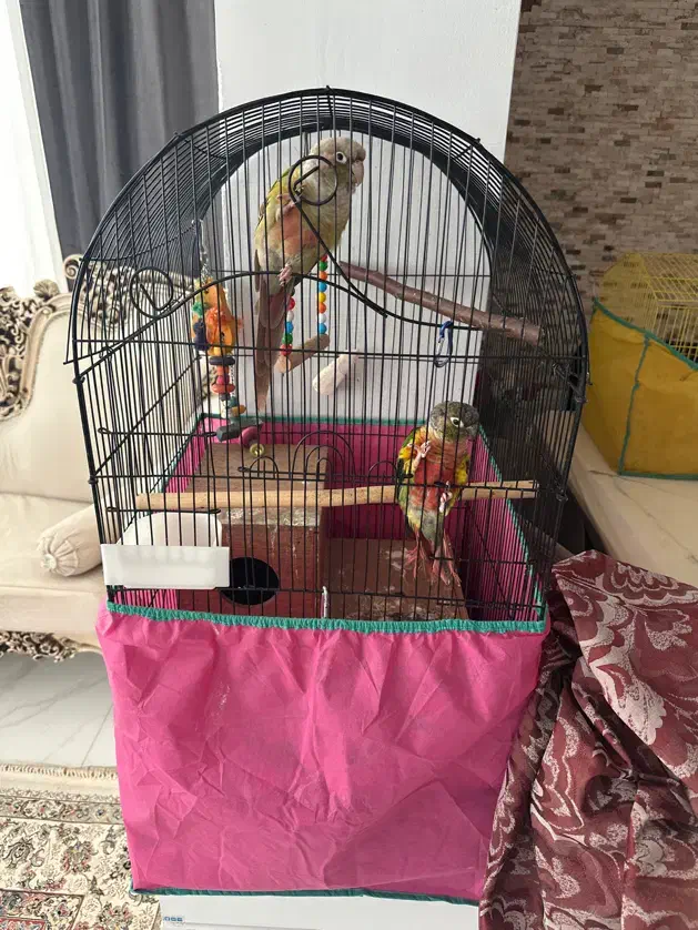 طوطی گرینچیک|پرنده|آستارا, |دیوار