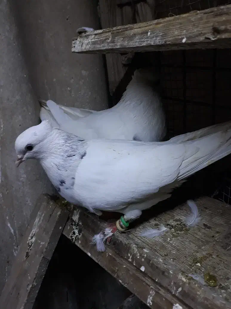 جفت طوق الماسی جوان|پرنده|اهواز, بهارستان|دیوار