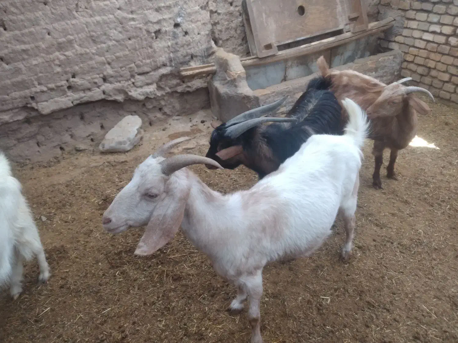 بز فروشی|حیوانات مزرعه|کشکوئیه, |دیوار