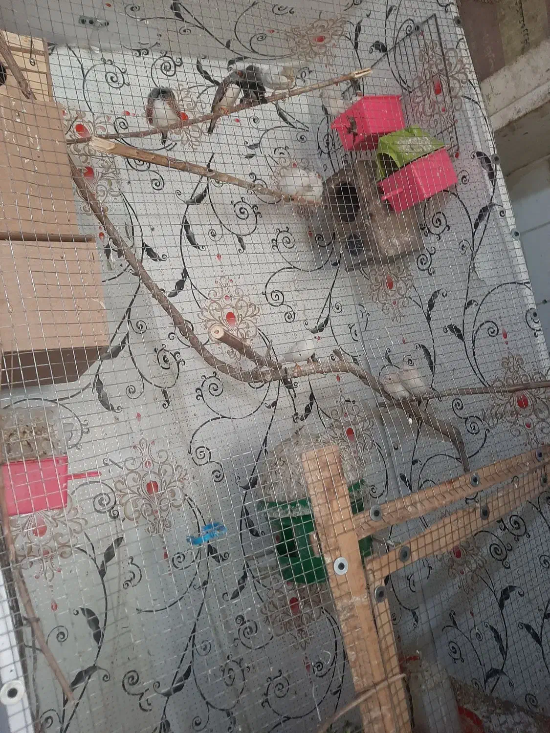 فنج|پرنده|کارون, |دیوار