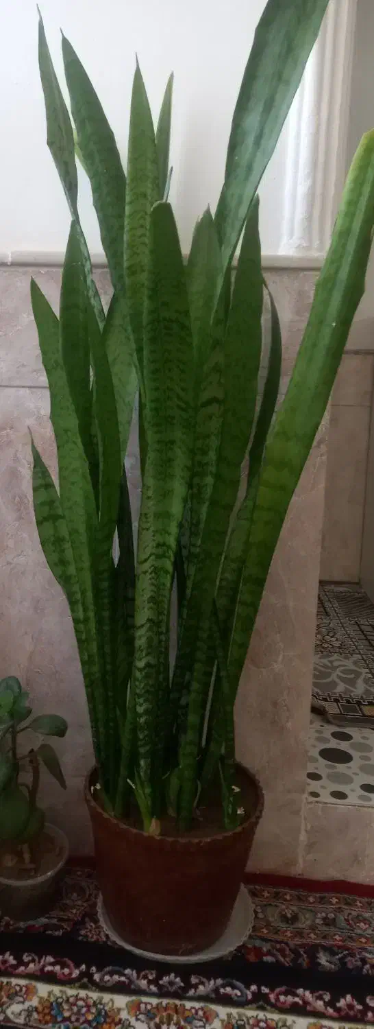 ۲عددگل خوب وسرحال|گل و گیاه طبیعی|نیشابور, مازول|دیوار