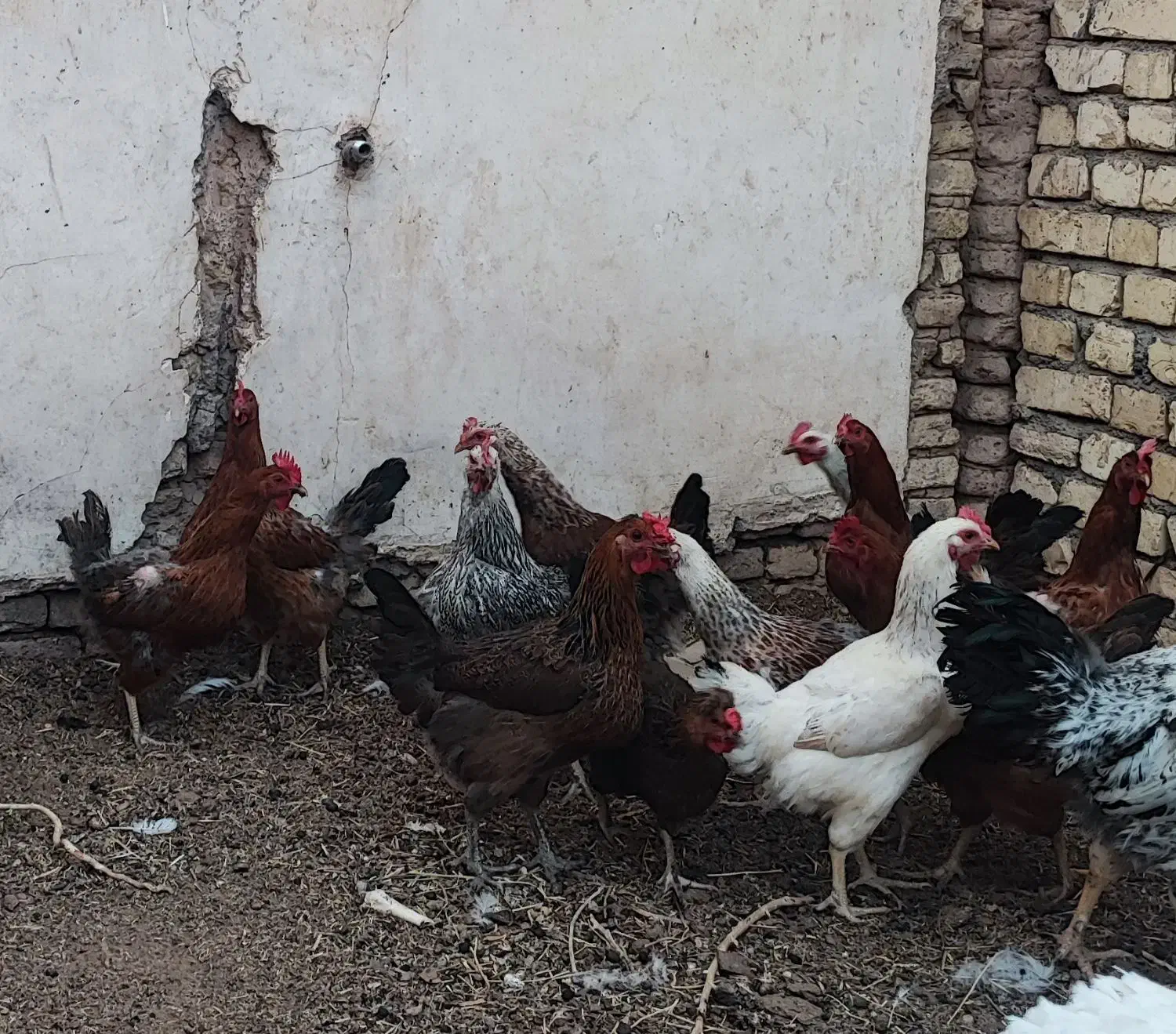 مرغ گلپایگانی تخمگذار|حیوانات مزرعه|حبیب آباد, |دیوار