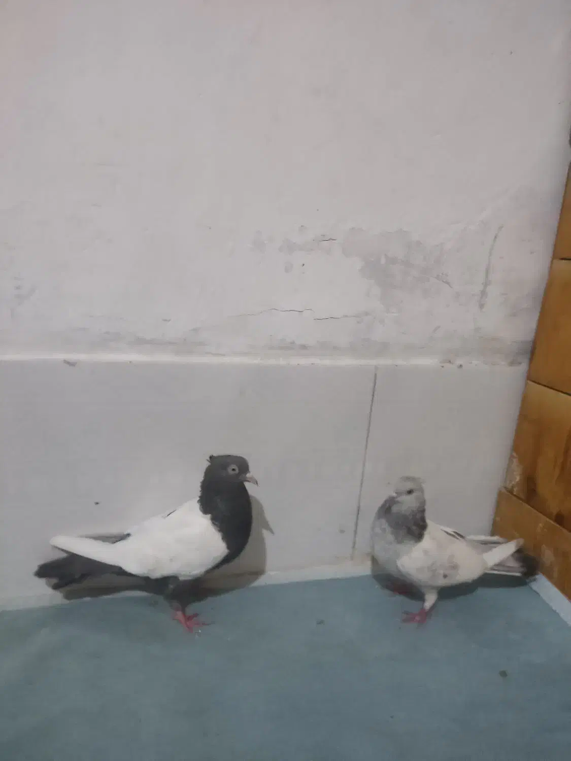 دوتا ماده سینه ابی یا سوسنی با سینه قهویی|پرنده|شیراز, شاپورجان|دیوار