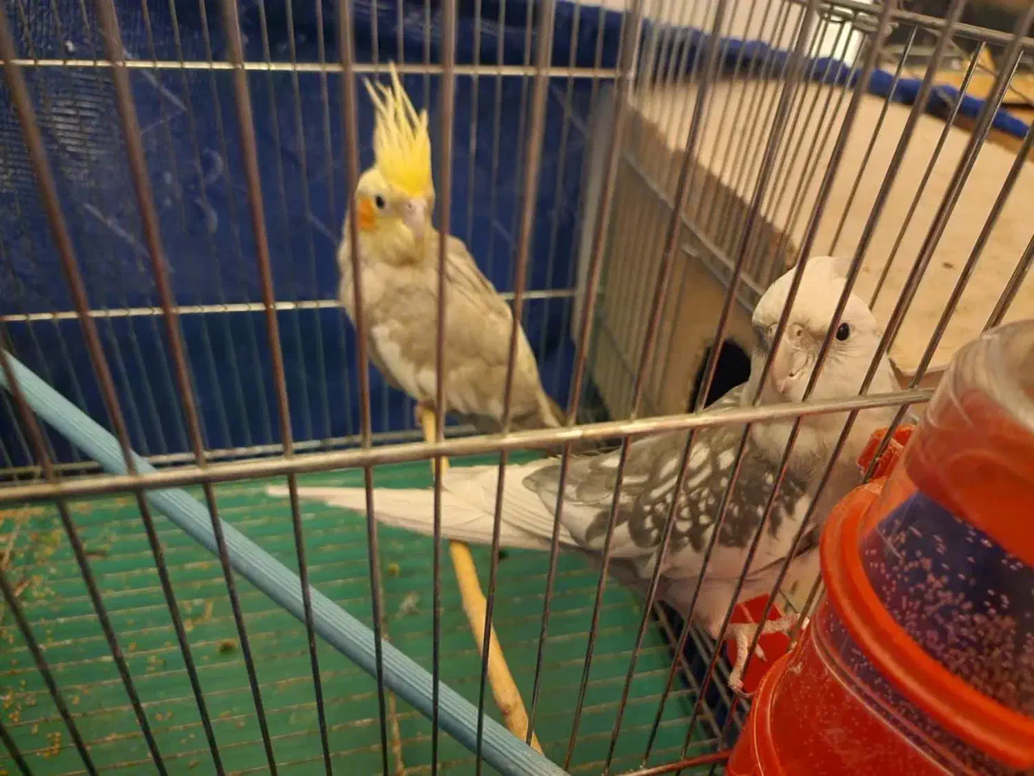 عروس هلندی.مولد.مرغ مینا.معاوضه با ملنگو و گیرینچک|پرنده|برخوار, |دیوار