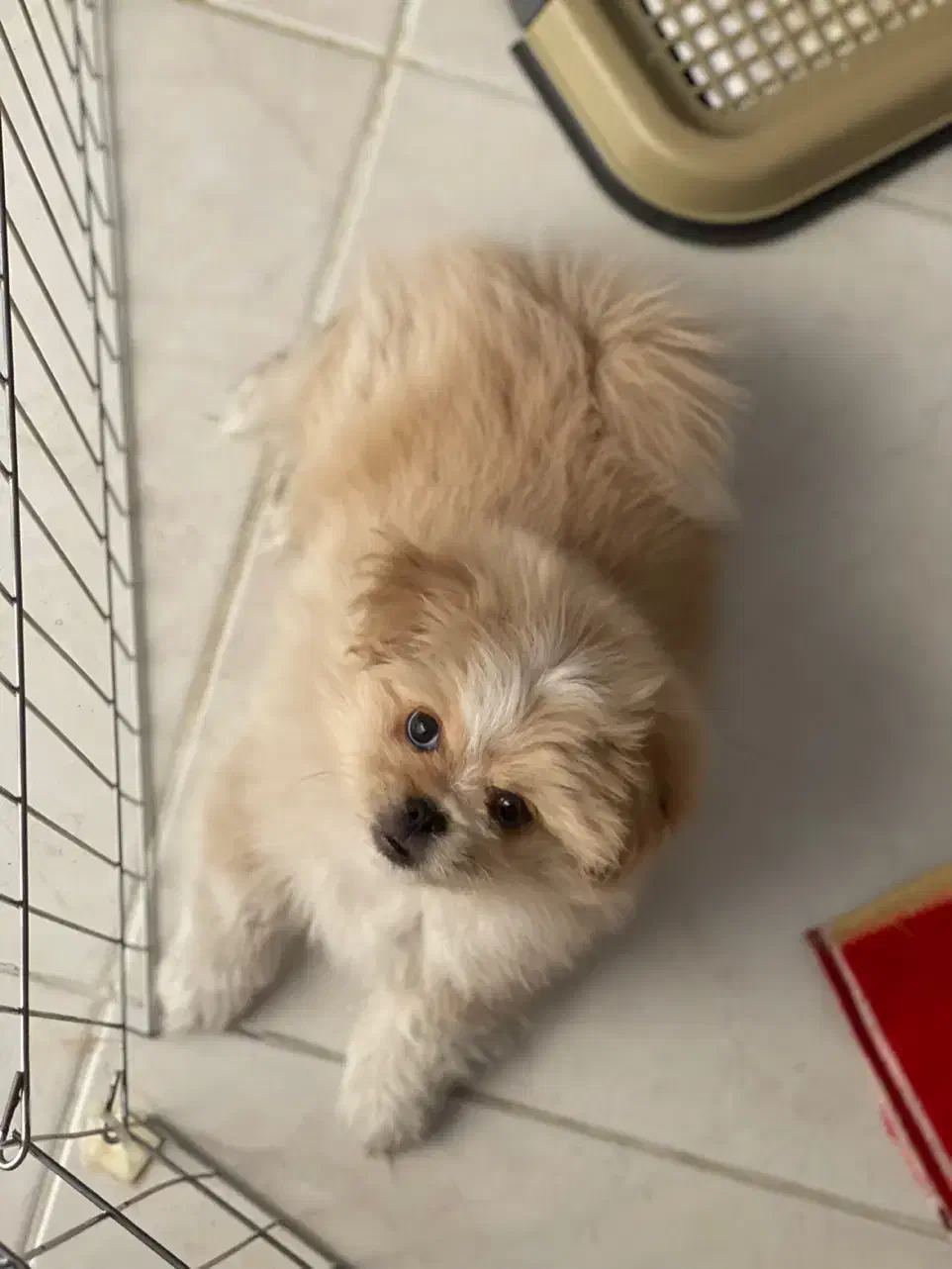 سگ پامرپیکینز،سگ ریز،سگ کوچولو،سگ فنجونی|سگ|اصفهان, احمدآباد|دیوار