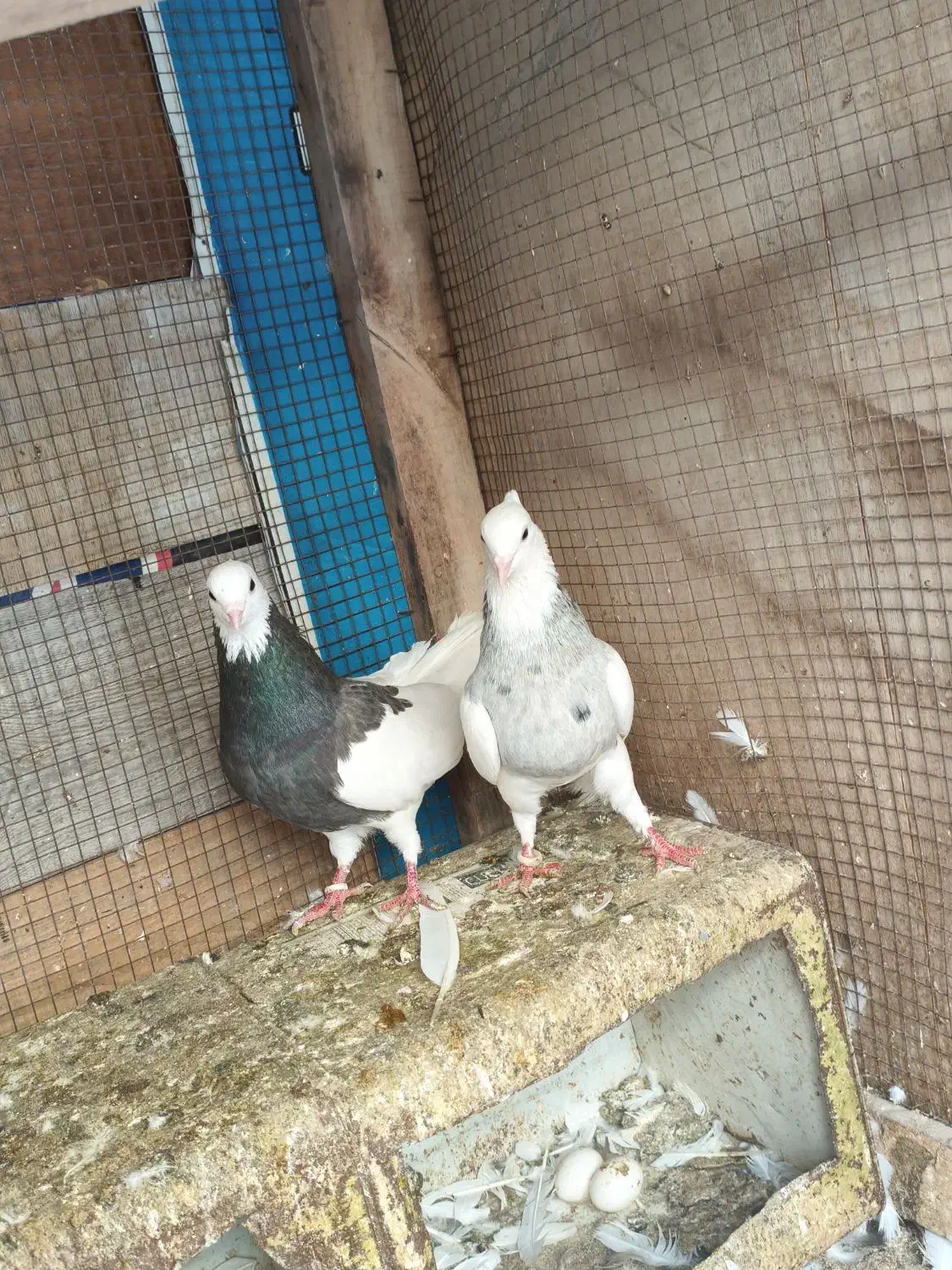 کبوتر طوقی|پرنده|کنارک, |دیوار