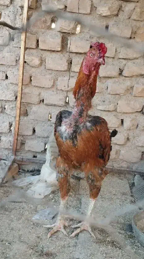 تخم مرغ نطفه دار|حیوانات مزرعه|رفسنجان, |دیوار