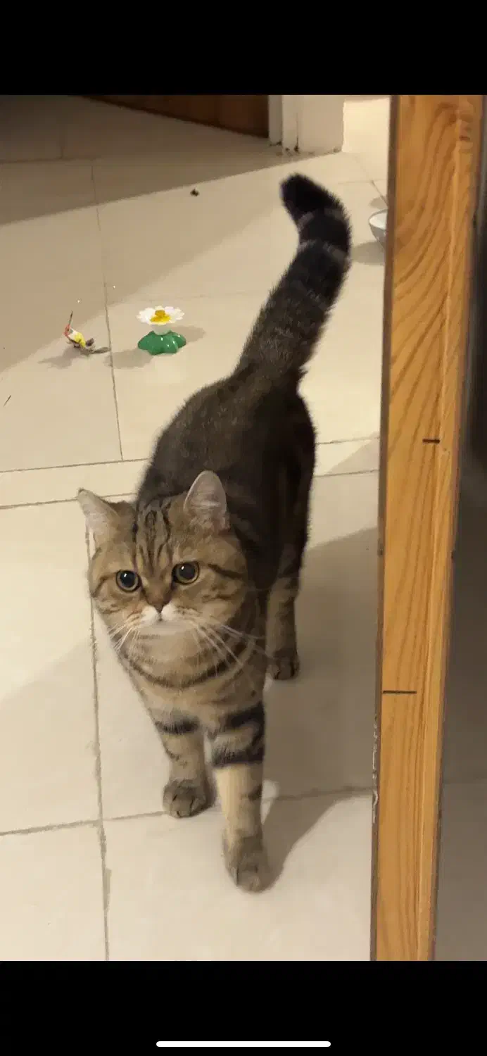 واگذاری گربه|گربه|بروجرد, |دیوار