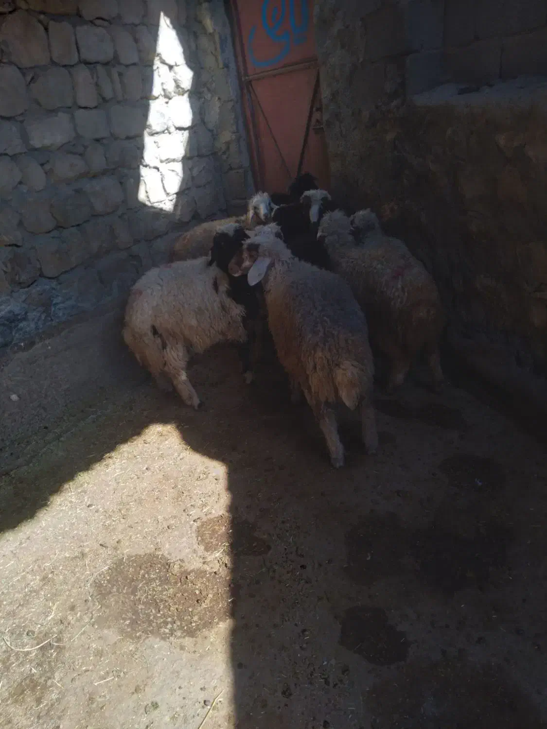 10راس بره 8راس نر و2راس ماده دوری|حیوانات مزرعه|حمیل, |دیوار