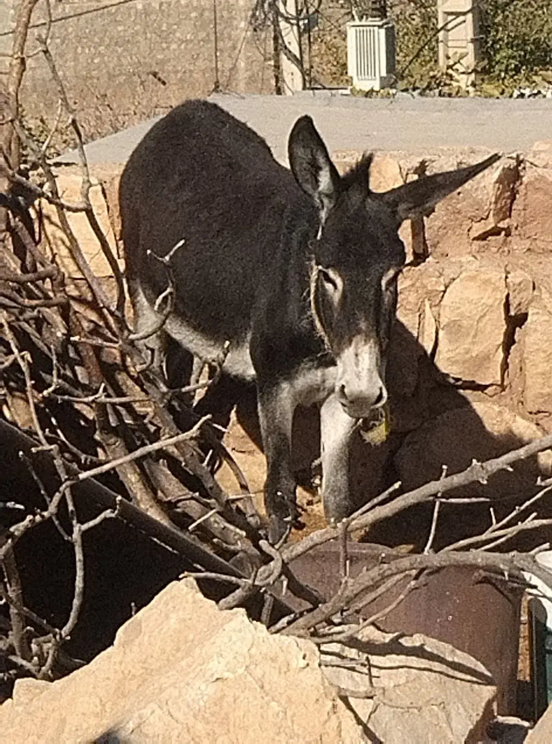 الاغ جوان و ۳ تا بزغاله|حیوانات مزرعه|کوهدشت, |دیوار