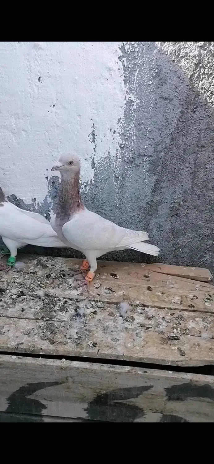 کفتر طوقی|پرنده|فریمان, |دیوار