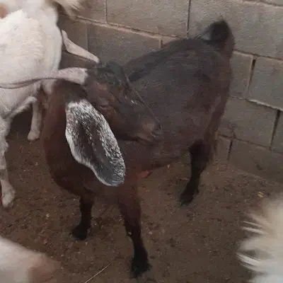 بز پاکستانی|حیوانات مزرعه|شهرضا, |دیوار