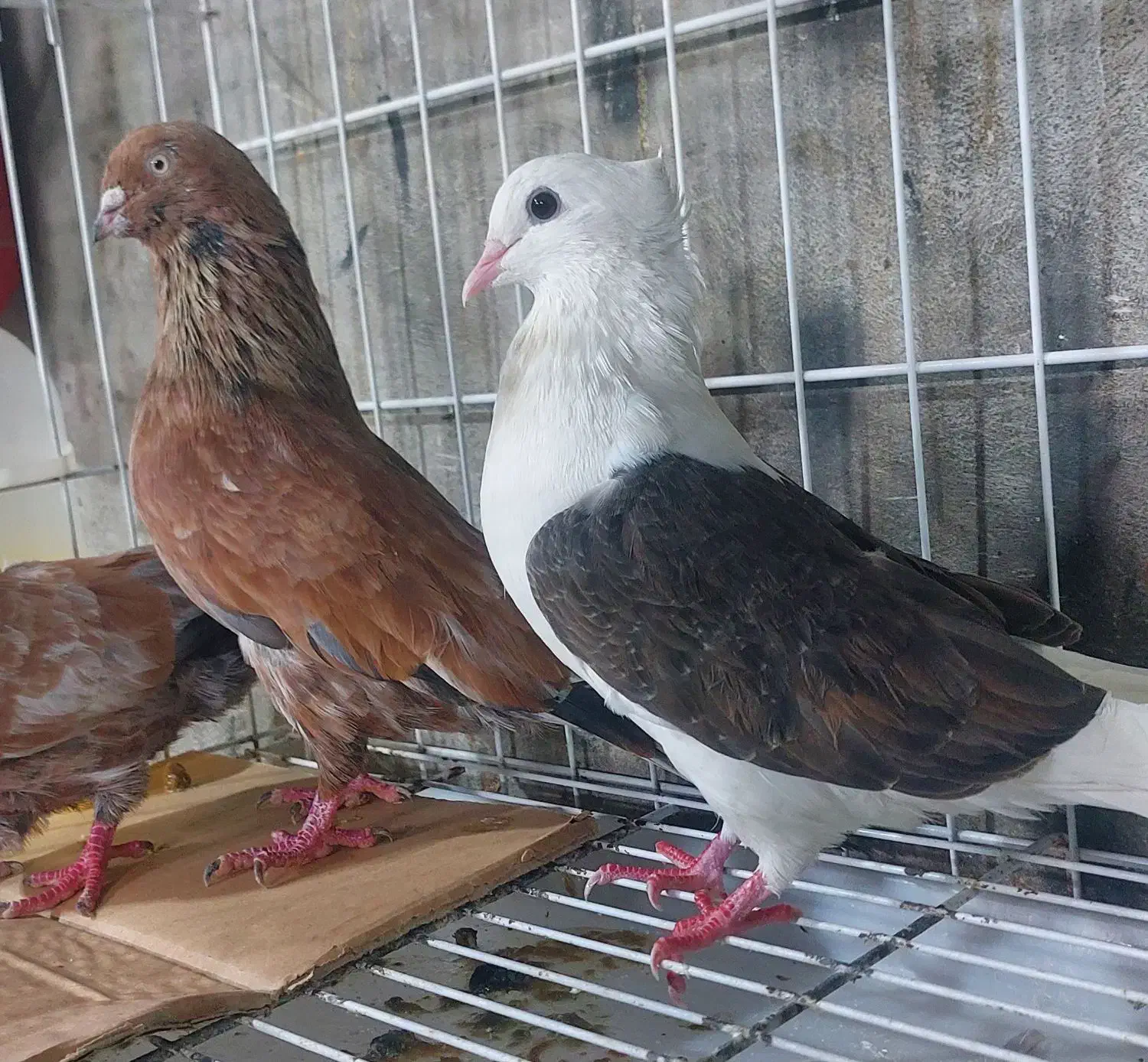 کبوتر کله ای|پرنده|بندر گناوه, |دیوار