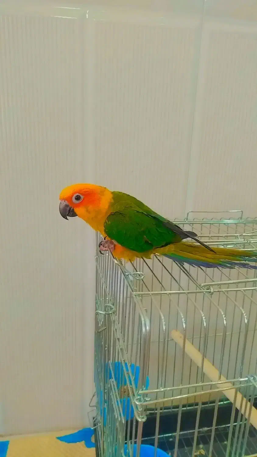 پرنده طوطی|پرنده|میبد, |دیوار