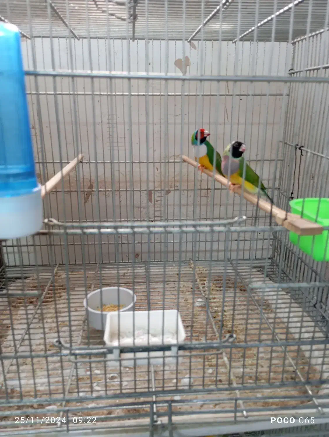 فنچ گلدین|پرنده|یزد, |دیوار