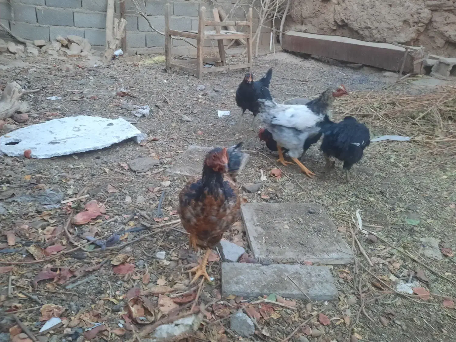 مرغ جوان|حیوانات مزرعه|کاشمر, |دیوار