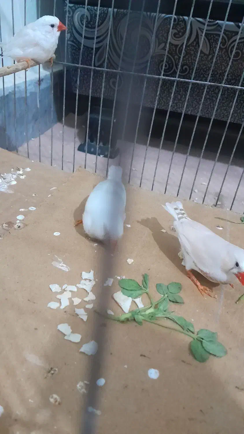 فنچ زیرا|پرنده|بوئین زهرا, |دیوار