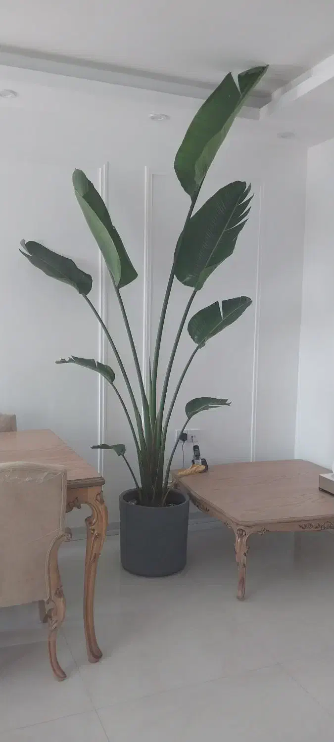 نخل نیکلای غول پیکر|گل و گیاه طبیعی|مشهد, زمانه|دیوار