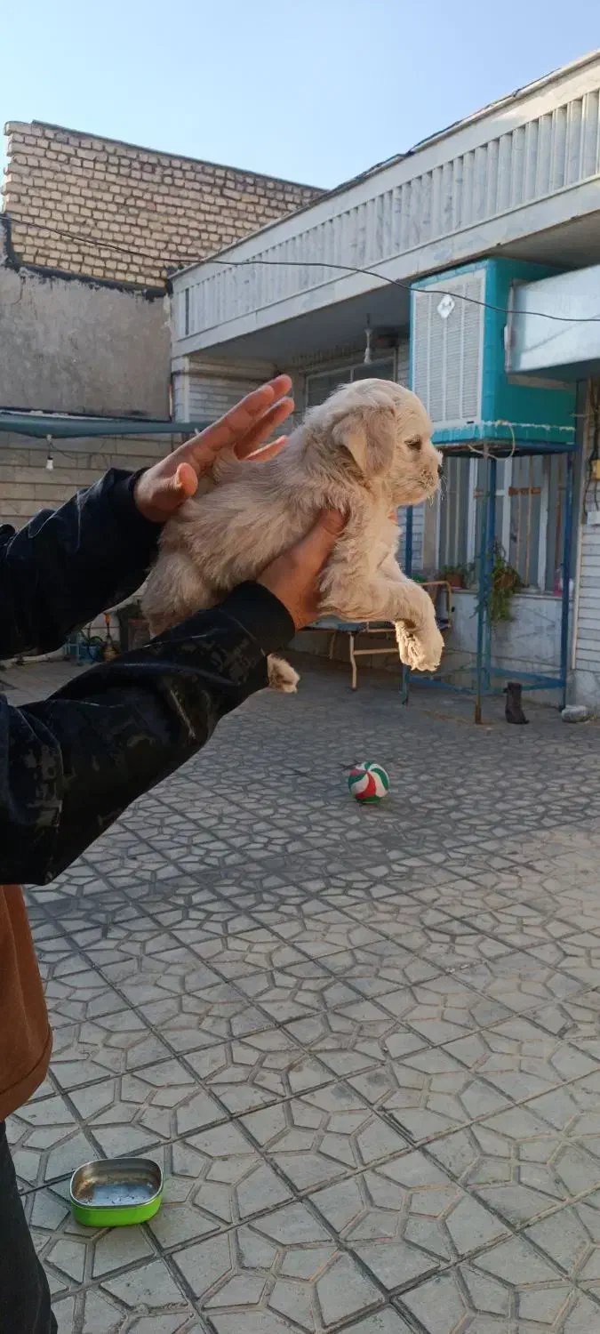 توله شیتزو فلت|سگ|فسا, |دیوار