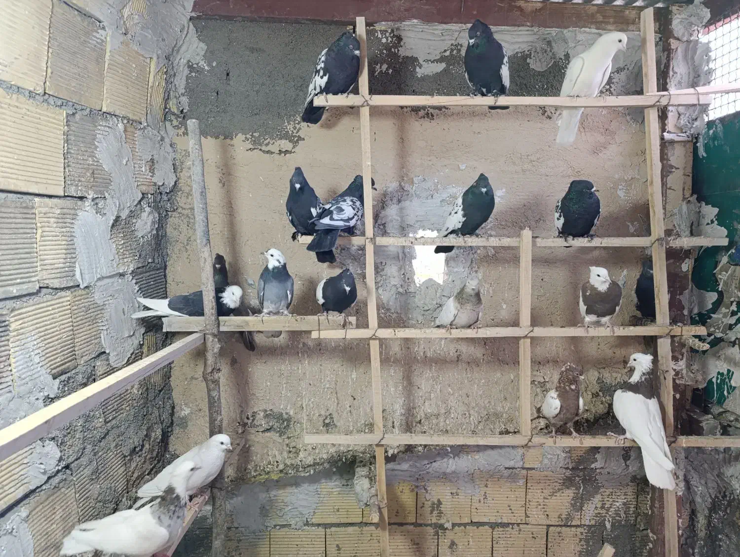 پرنده|پرنده|مبارکه, |دیوار