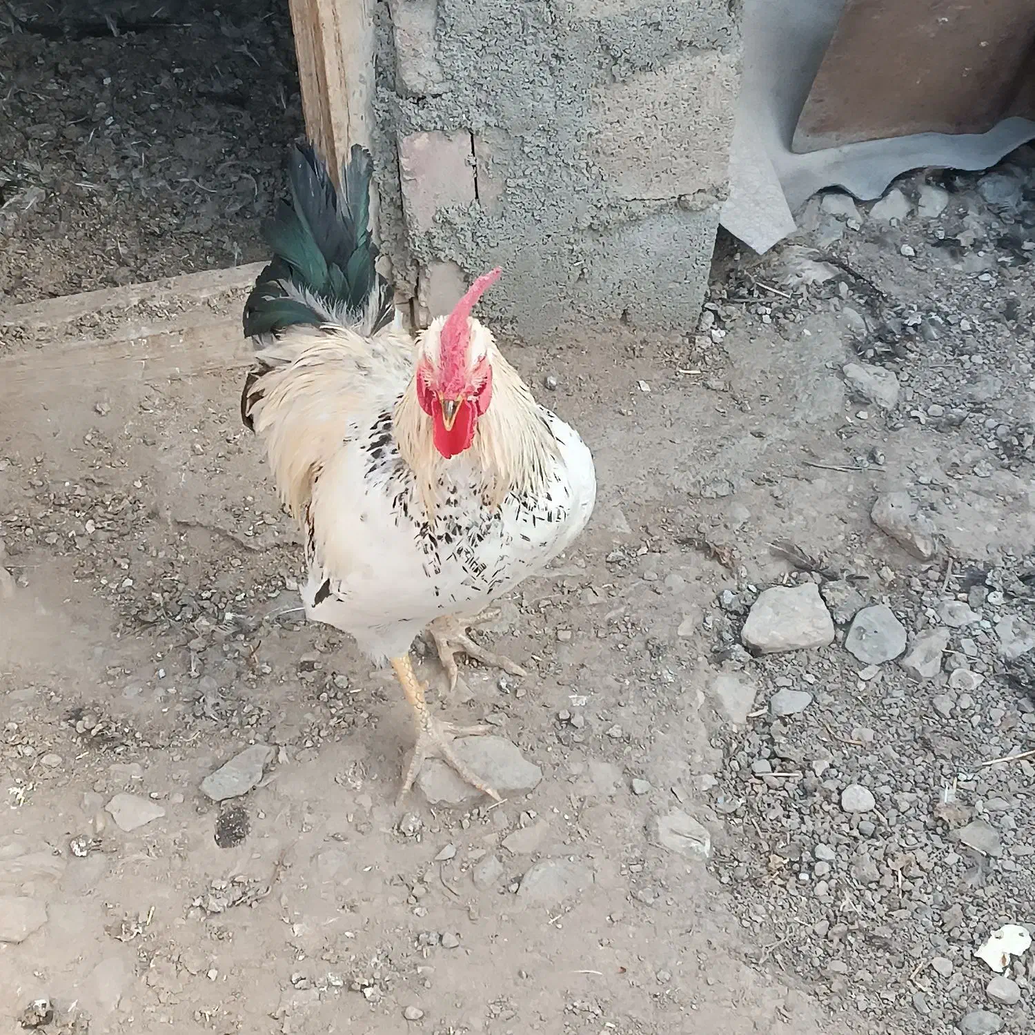 خروس محلی|حیوانات مزرعه|اشنویه, |دیوار