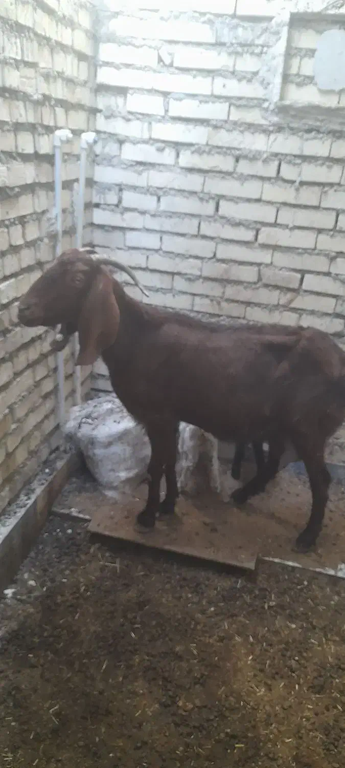 بز مطفل|حیوانات مزرعه|اهواز, گلدشت|دیوار