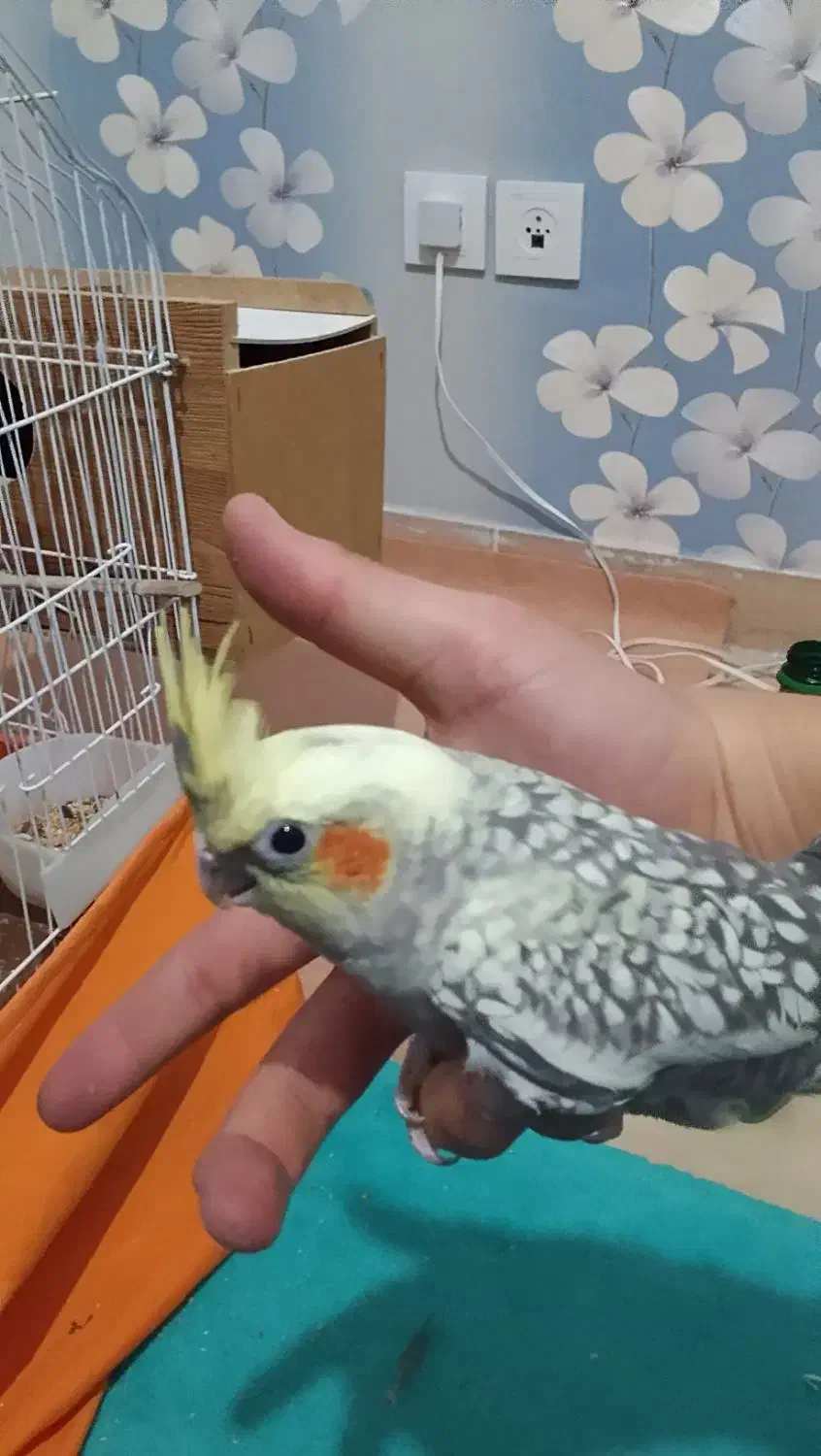 عروس هلندی|پرنده|تبریز, |دیوار