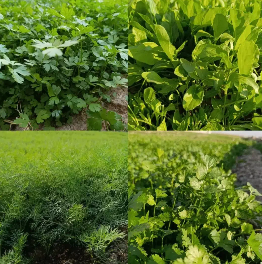 پخش عمده سبزی کیلویی۱۸۰۰۰|خوردنی و آشامیدنی|رشت, یخسازی|دیوار