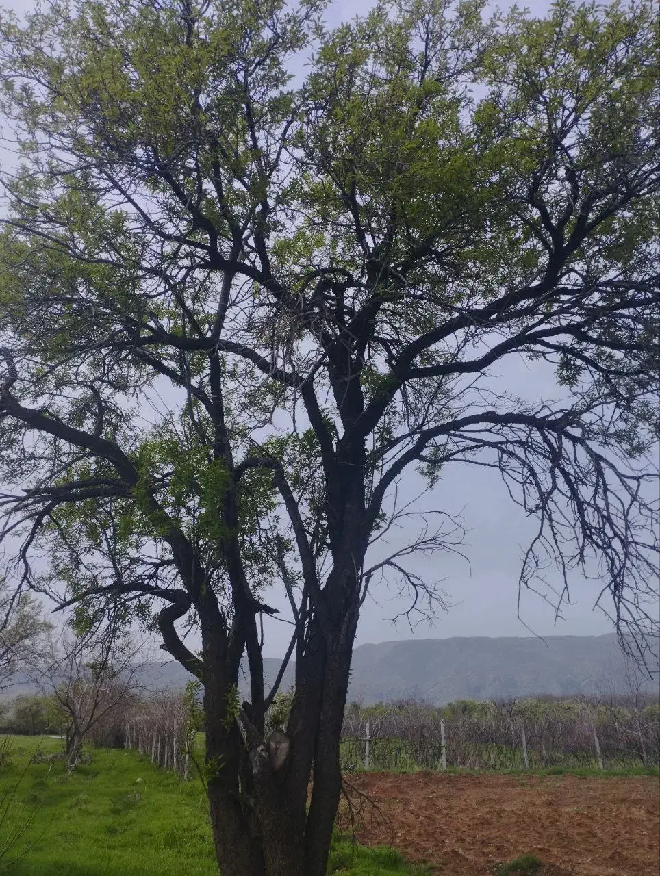 باغ ۲۰۶۵ متری در کرند|فروش زمین و ملک کلنگی|دالاهو, |دیوار