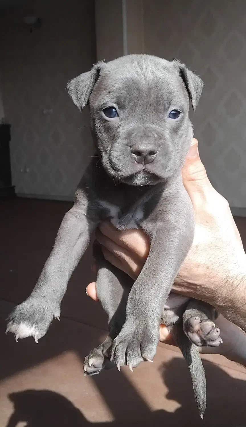 توله پیتبول بلو|سگ|کرج, اسلامآباد|دیوار