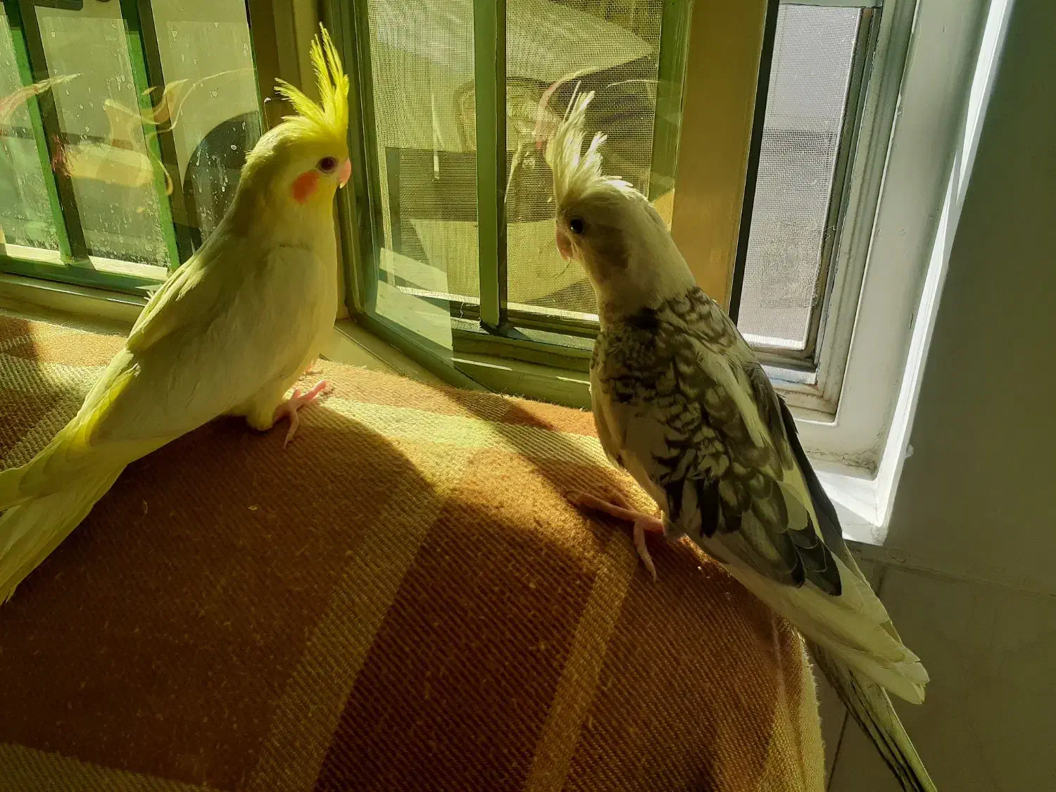 دوتا جوجه دوماهه|پرنده|قم, نخودی|دیوار