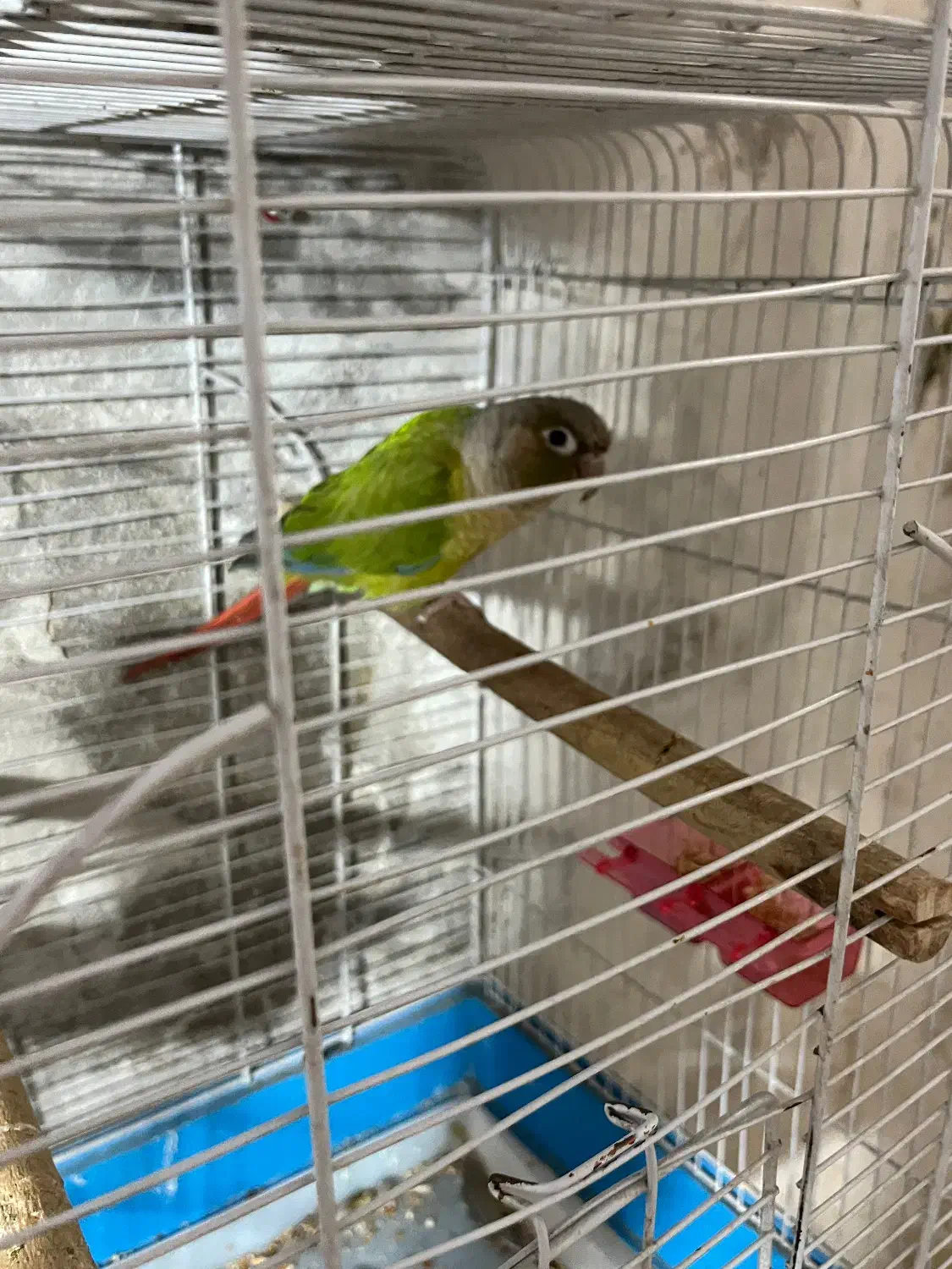 طوطی گرینچیک نر تست داره|پرنده|شاهین‌شهر, نظامی|دیوار