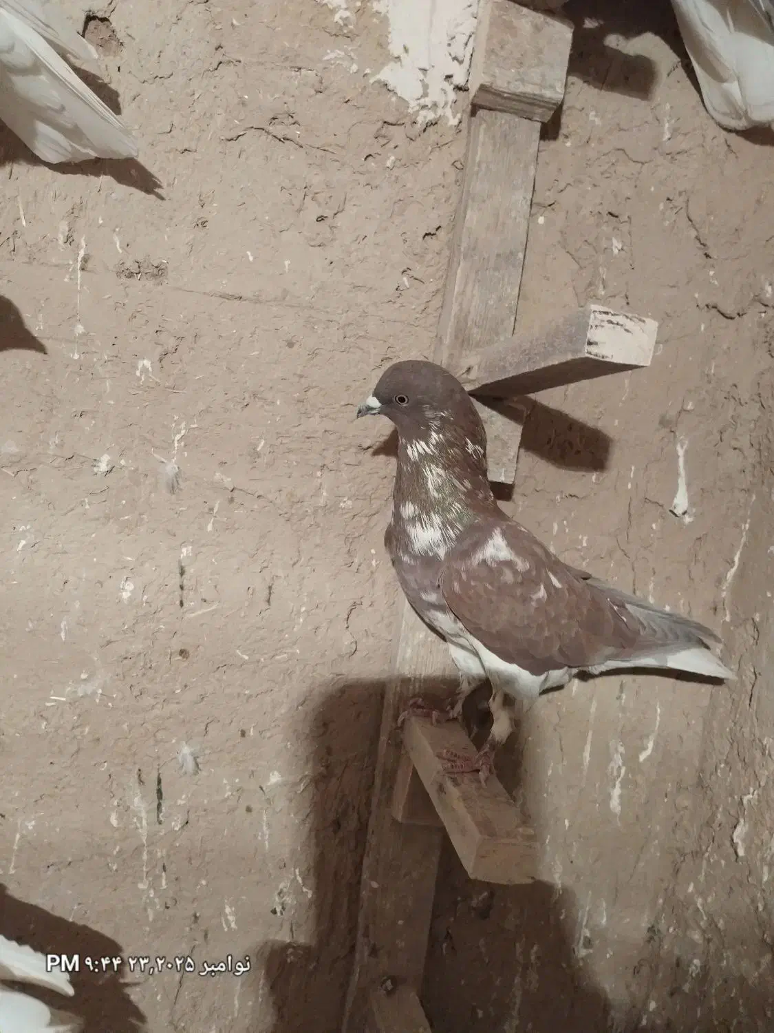 ۴۰۰۰۰۰۰|پرنده|خرم بید, |دیوار