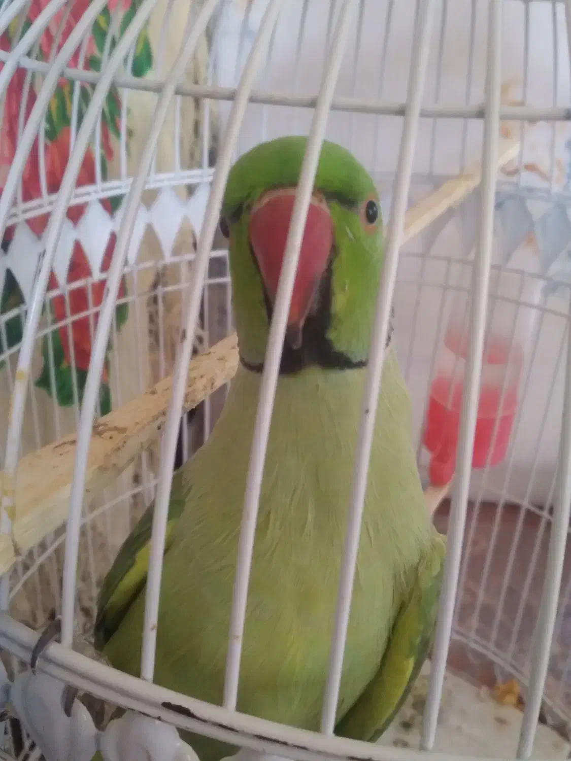 طوطی|پرنده|مهدی شهر, |دیوار