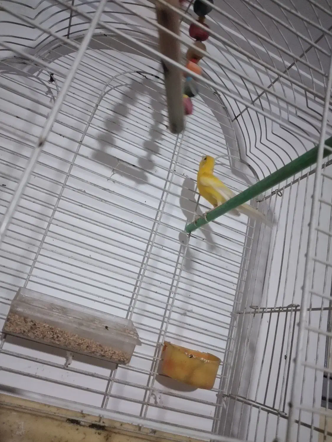 قناری|پرنده|آذرشهر, |دیوار