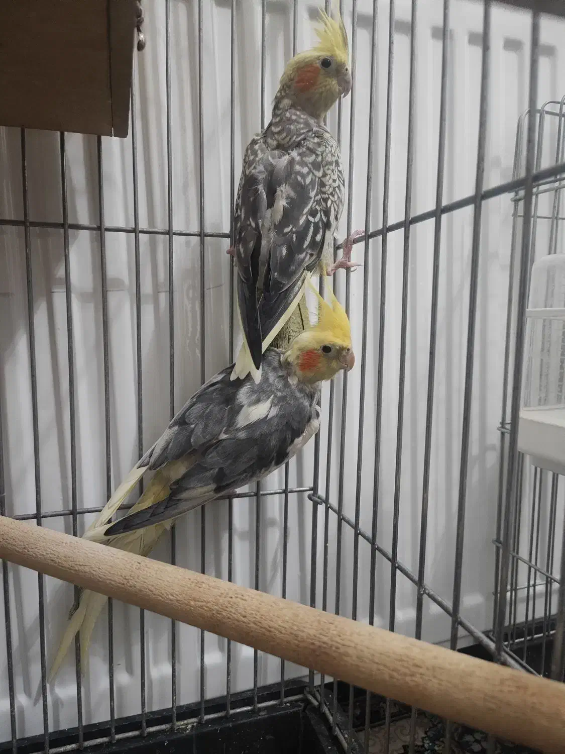 عروس هلندی|پرنده|کهریزک, |دیوار