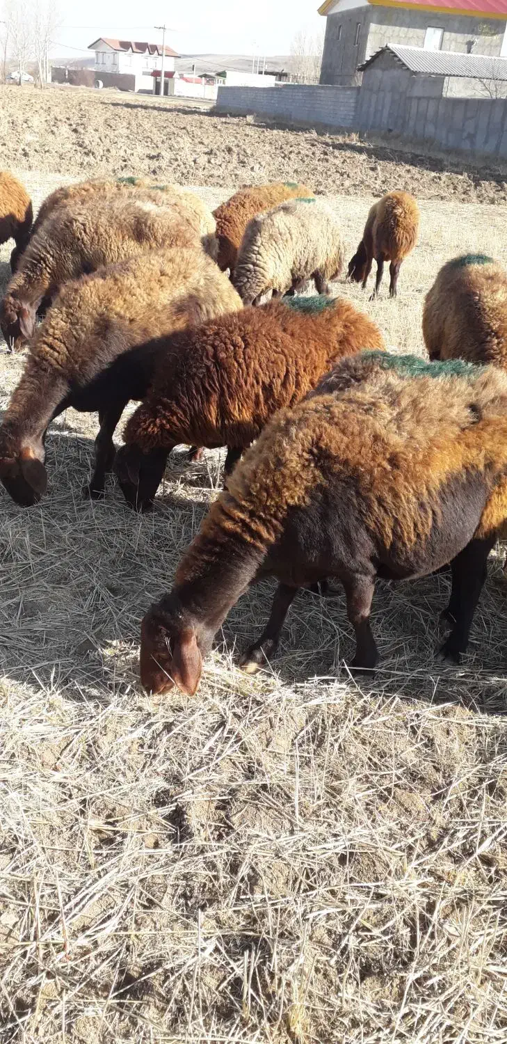 گوسفندجوان شیشک|حیوانات مزرعه|کوراییم, |دیوار