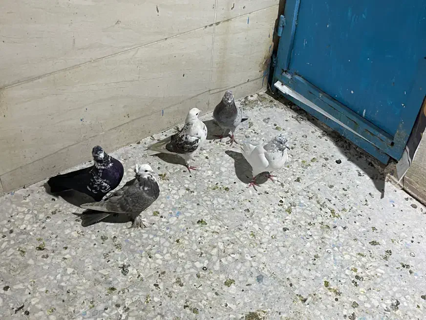 معاوضه کبوتر|پرنده|قم, انصار‌الحسین|دیوار