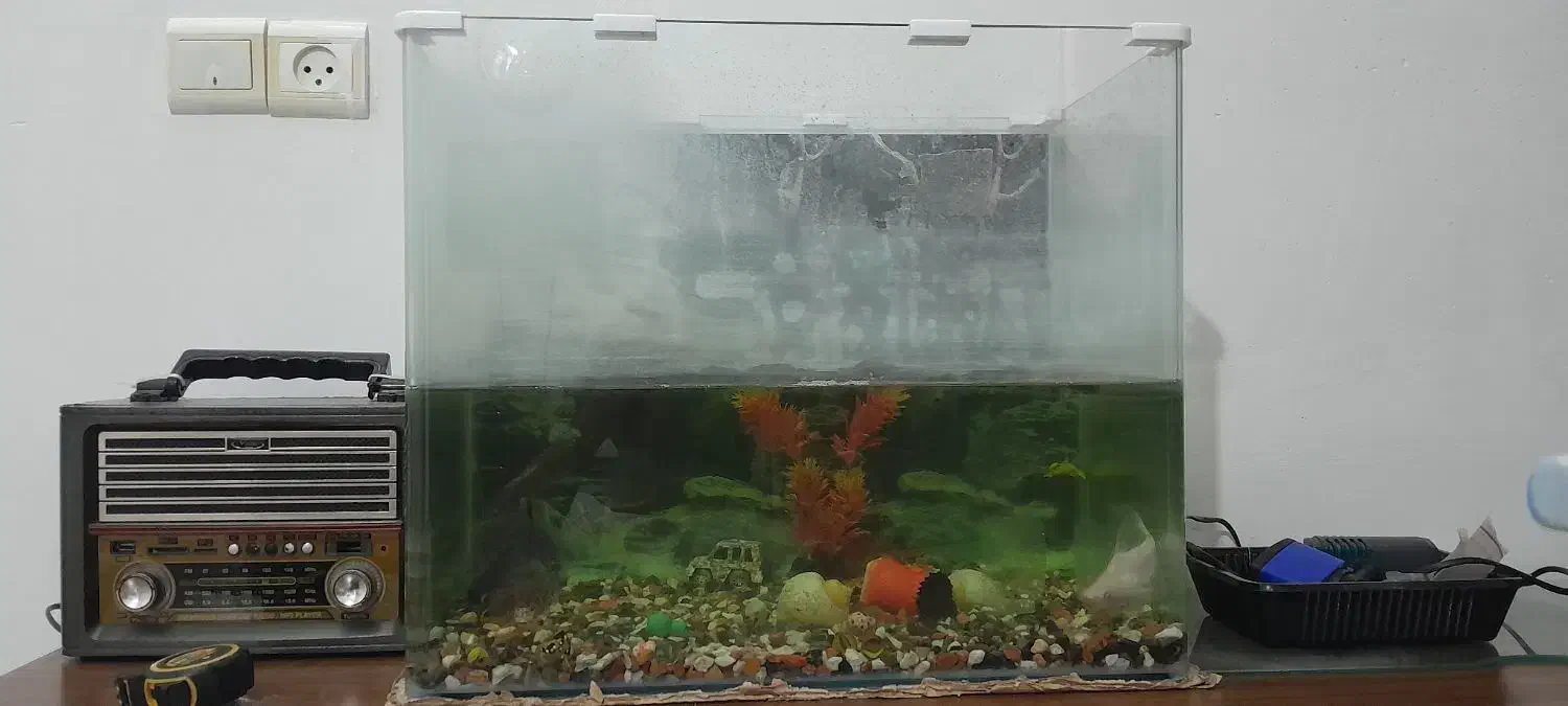 اکواریوم شیشه خم درپوش دار ۵۱ در ۴۳ در ۳۰|ماهی|قائم‌شهر, |دیوار