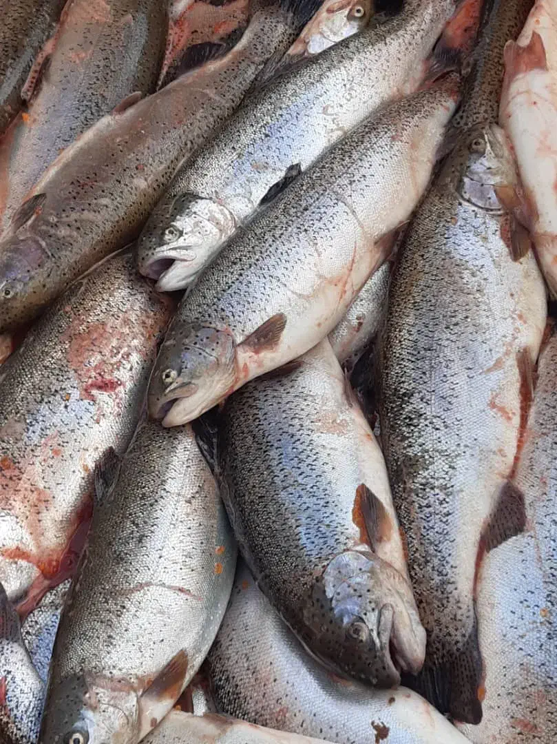 قزل آلا زنده ماهی سردابی|ماهی|تالش, هشتپر|دیوار