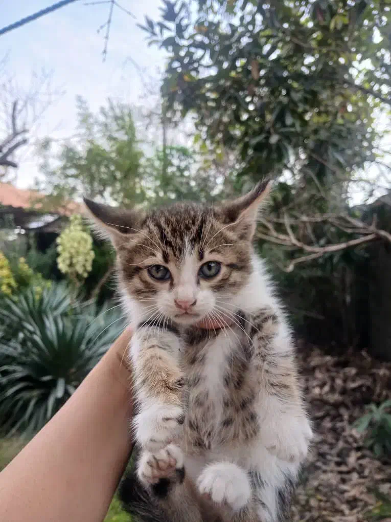 واگذاری ۳ بچه گربه|گربه|لشت نشا, |دیوار