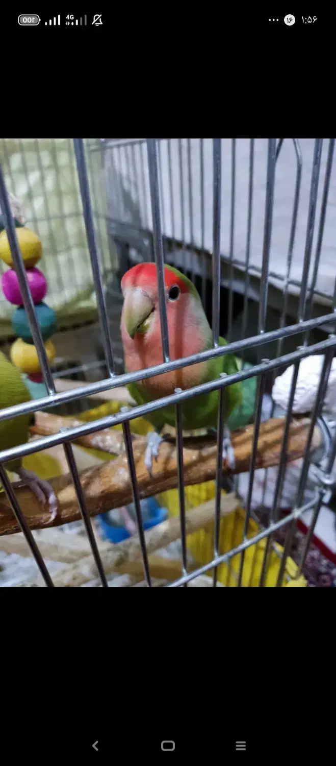 دو عدد طوطی برزیلی ۸ماه نر تقریبا مست ودستی|پرنده|کرج, حسن آباد|دیوار