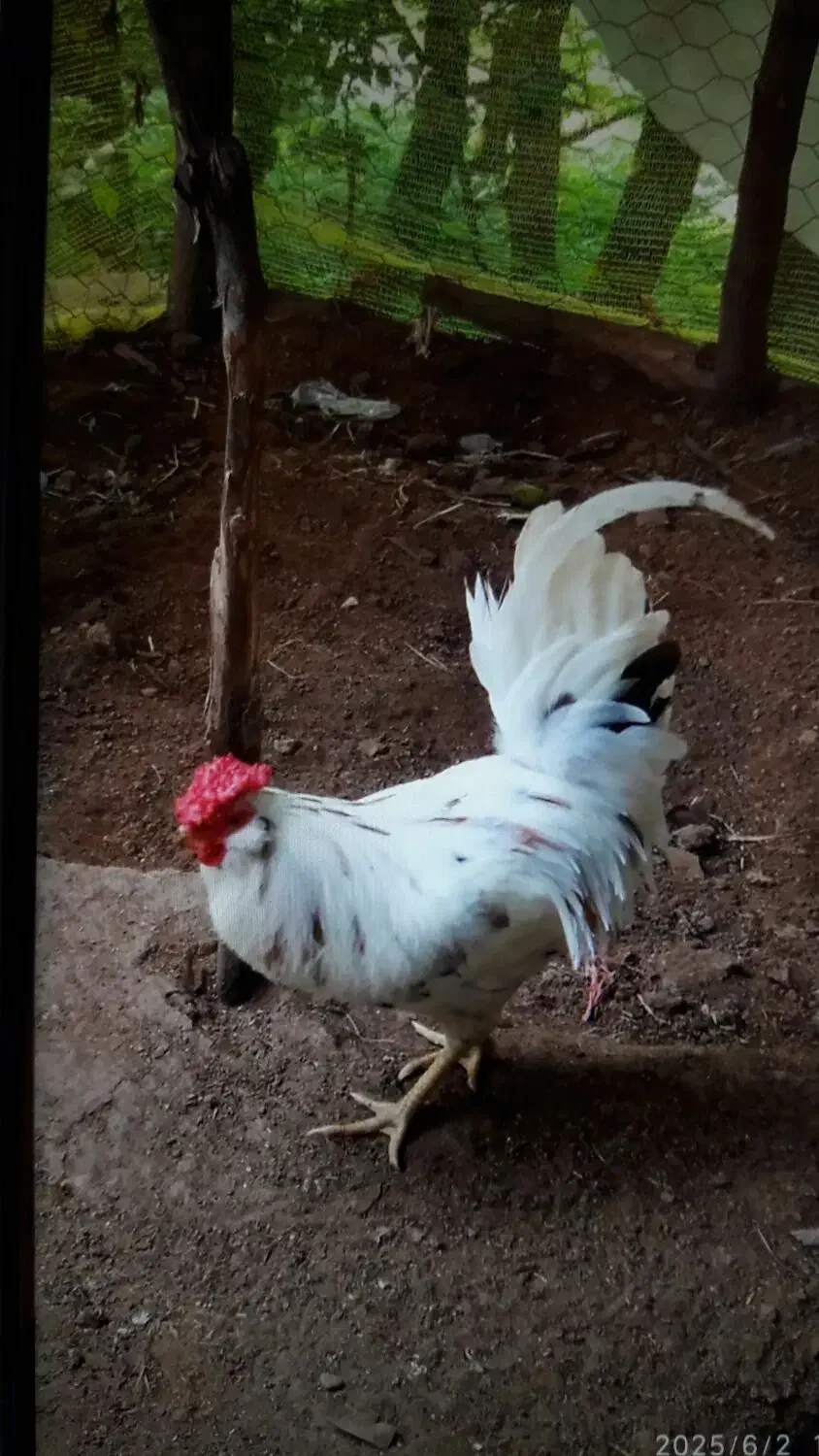 جوجه مرغ زینتی (گلین لری وبرهماوکوشین وآیسباراصل)|حیوانات مزرعه|سیاهکل, |دیوار