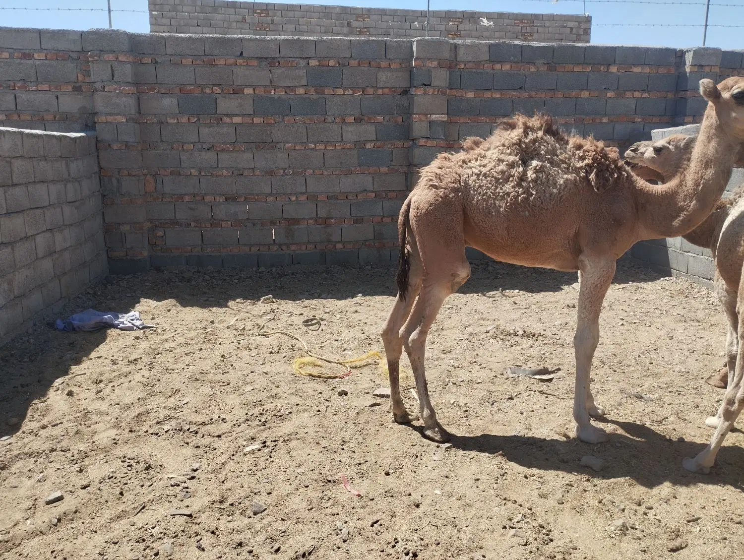 شتر|حیوانات مزرعه|زاهدان, |دیوار