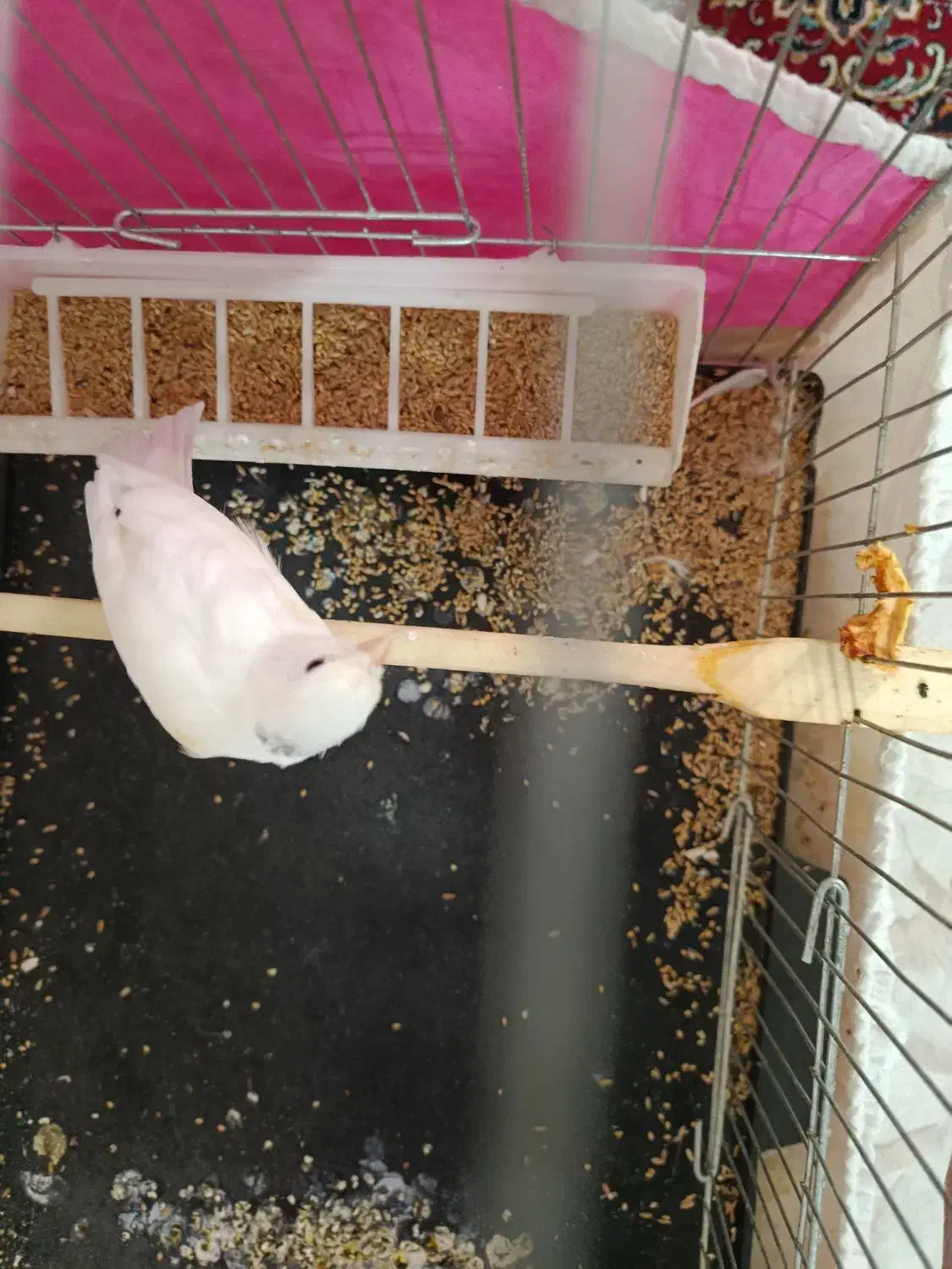 قناری|پرنده|بیستون, |دیوار