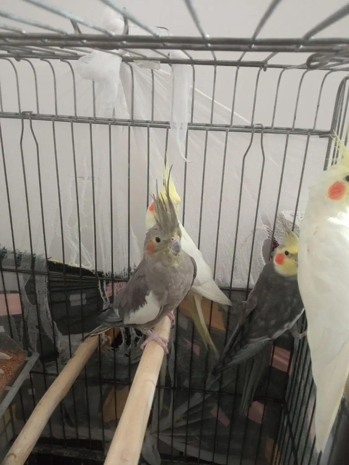 عروس هلندی|پرنده|میانه, |دیوار