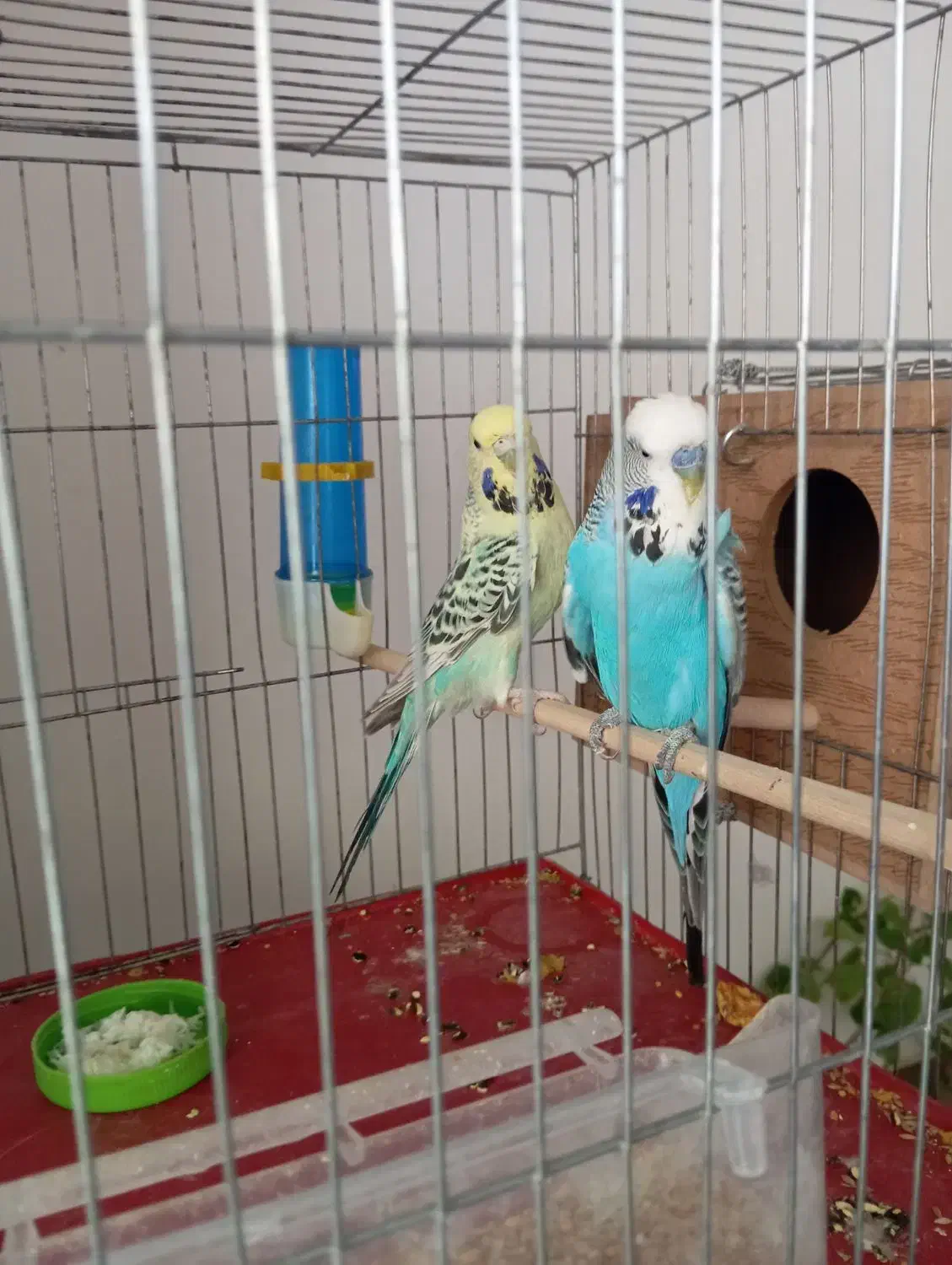 مرغ عشق انگلیسی درشت|پرنده|اقلید, |دیوار