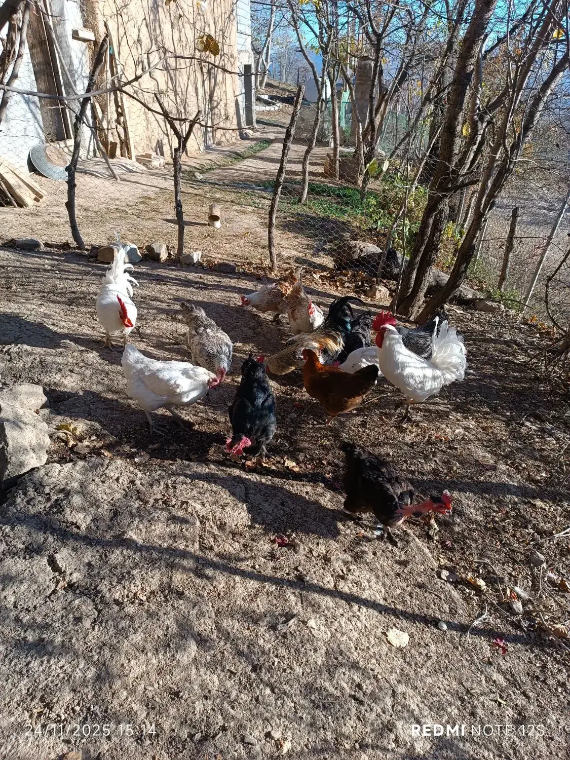 تعدادی مرغ سالم گوشتی وتخم گذار|حیوانات مزرعه|سیاهکل, |دیوار